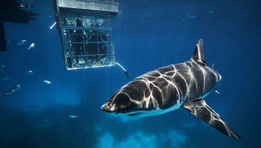 shark cage diving